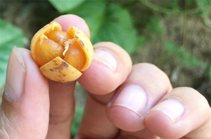 Về hình đáng bên ngoài, dâu búng có kích thước bé, chỉ nhỉnh hơn đốt ngón tay út, vỏ có màu vàng cam, mọc thành từng chùm từ 15-30cm. 