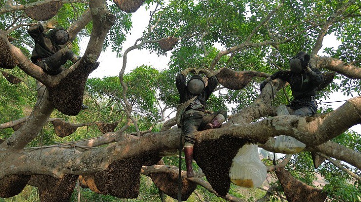 Trên cây, hàng trăm tổ ong treo lơ lửng trên khắp các cành cây. (Ảnh: Bước chân vùng cao).
