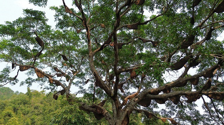 Anh Trịnh Hoài Nam, một thợ rừng tham gia khai thác mật ong ở cây đa này cho biết, năm nay có khoảng 120 tổ ong khoái&nbsp;ở cây. (Ảnh: Bước chân vùng cao).
