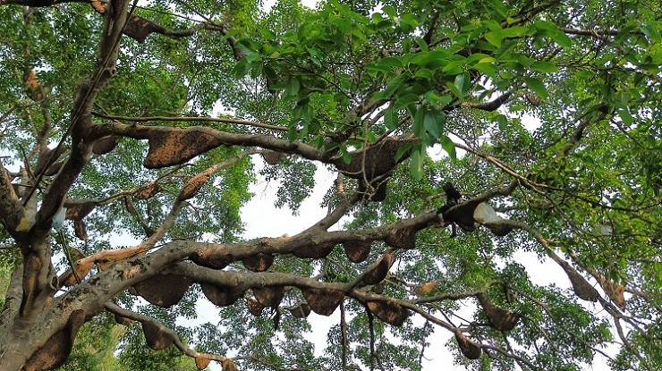 “Do cây cao khoảng 50 mét, thân cây to khoảng 5-6 người ôm mới xuể nên việc trèo lên rất khó khăn. Chúng tôi phải leo lên và ở trên cây từ 6 giờ sáng đến 5 giờ chiều mới xuống”, anh Nam kể. (Ảnh: Bước chân vùng cao).
