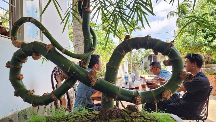 Nhiều người đến tận nơi để chiêm ngưỡng cây tre này, một số người còn ngỏ ý muốn mua lại.