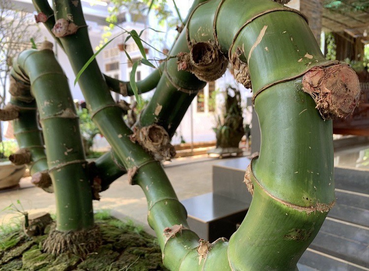 Thân tre uốn cong mềm mại rất tự nhiên.
