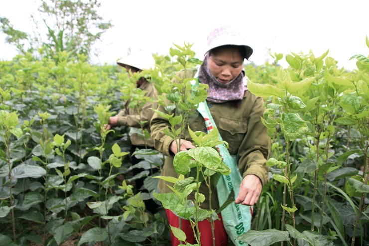 Tại bản Hoa Tiến, có khoảng 50 hộ dân làm nghề trồng dâu nuôi tằm.