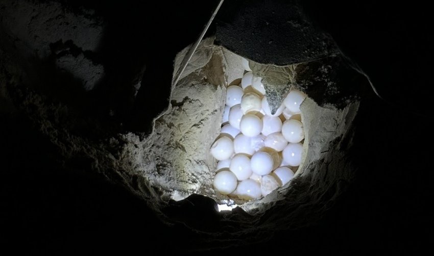Con rùa xanh Malaysia tới đẻ trứng ở Côn Đảo, Việt Nam. Ảnh: Trang web vườn quốc gia Côn Đảo