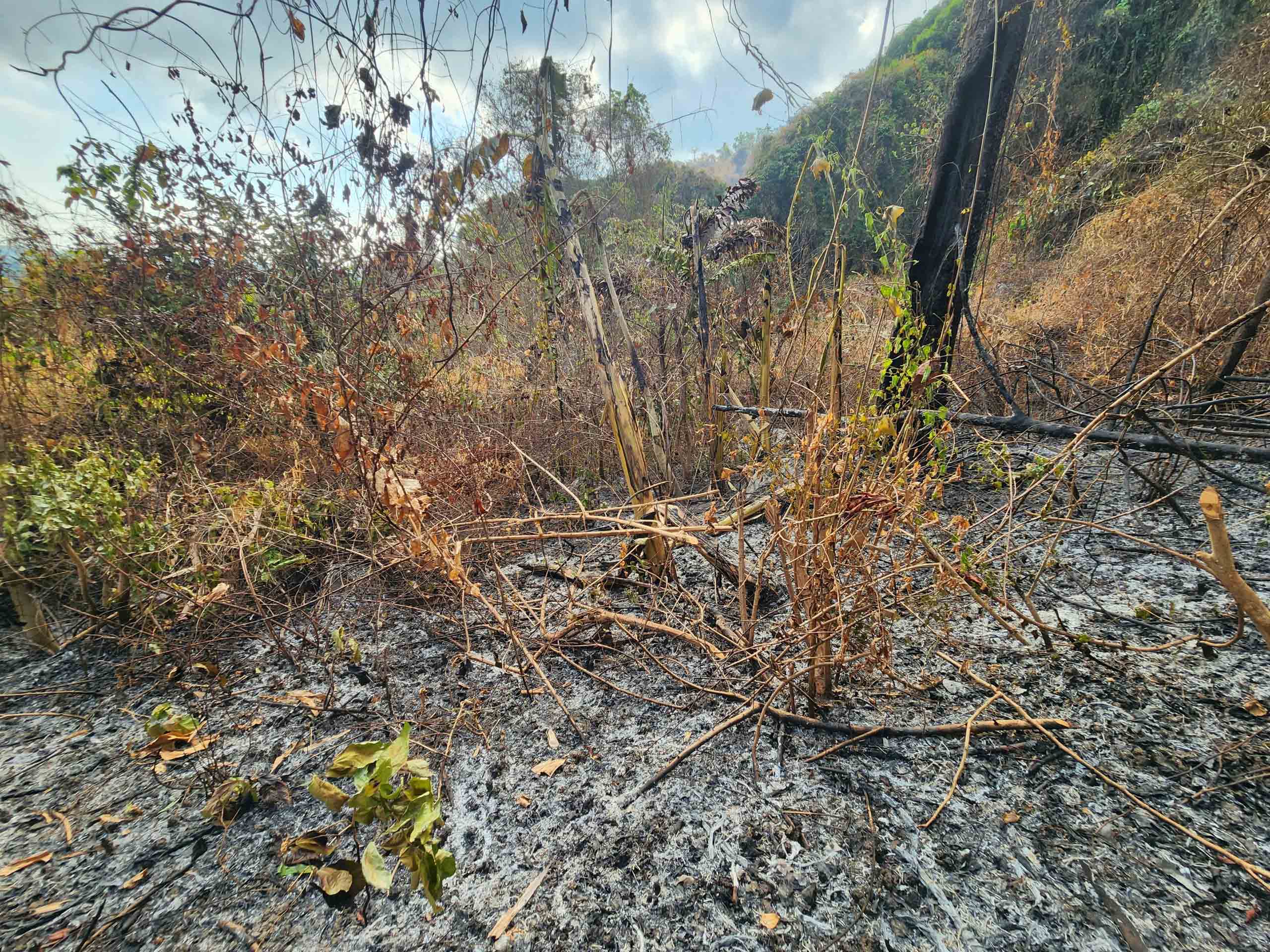  Nhiều khu vực bị cháy nham nhở.