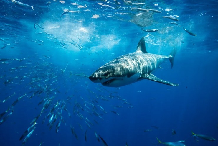 Cá mập trắng di cư xuyên đại dương từ Úc tới Nam Phi như thế nào?