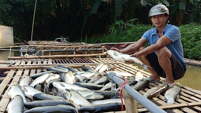 Người dân lo lắng khi tình trạng cá chết kéo dài chưa rõ nguyên nhân