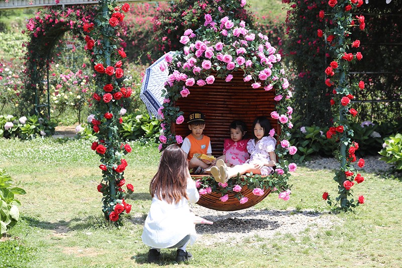 Sa Pa: Du khách mê mẩn check-in với hàng triệu đóa hồng trong Lễ hội Hoa hồng Fansipan - 2