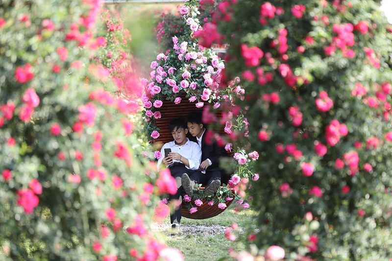 Sa Pa: Du khách mê mẩn check-in với hàng triệu đóa hồng trong Lễ hội Hoa hồng Fansipan - 3