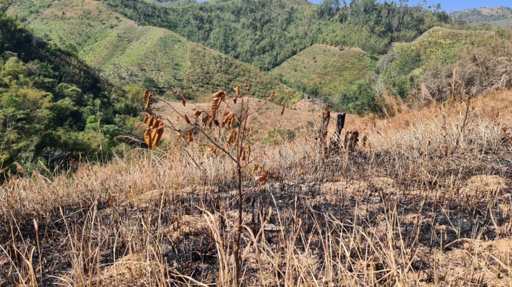 Đất rừng ở Đắk Nông vẫn bị xâm lấn.