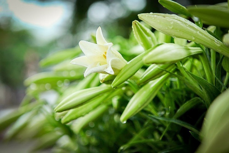 Mùa hoa loa kèn rất ngắn, tính từ lúc hoa nở rộ đến hết mùa chỉ khoảng hơn 1 tháng. Vậy nhưng những bông hoa trắng ấy luôn khiến người Hà Nội dạt dào cảm xúc, cảm thấy rộn ràng vào mỗi tháng Tư.