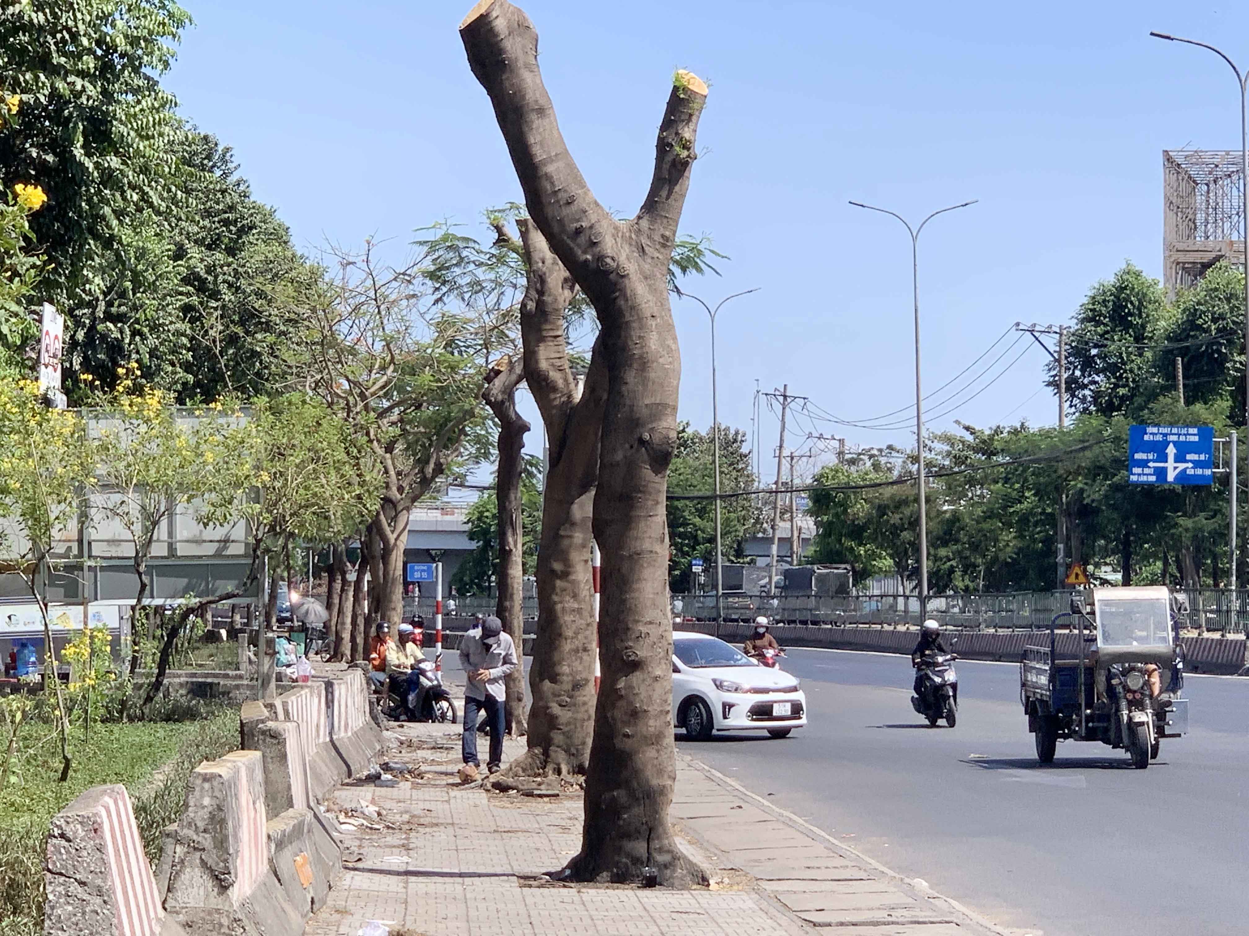Những ngày qua, nhiều người lưu thông trên tuyến Quốc lộ 1 (quận Bình Tân) không khỏi xót xa, thấy tiếc khi hàng cây xanh giúp tỏa bóng mát cho người dân ngày nào giờ đã bị cắt trụi lủi.