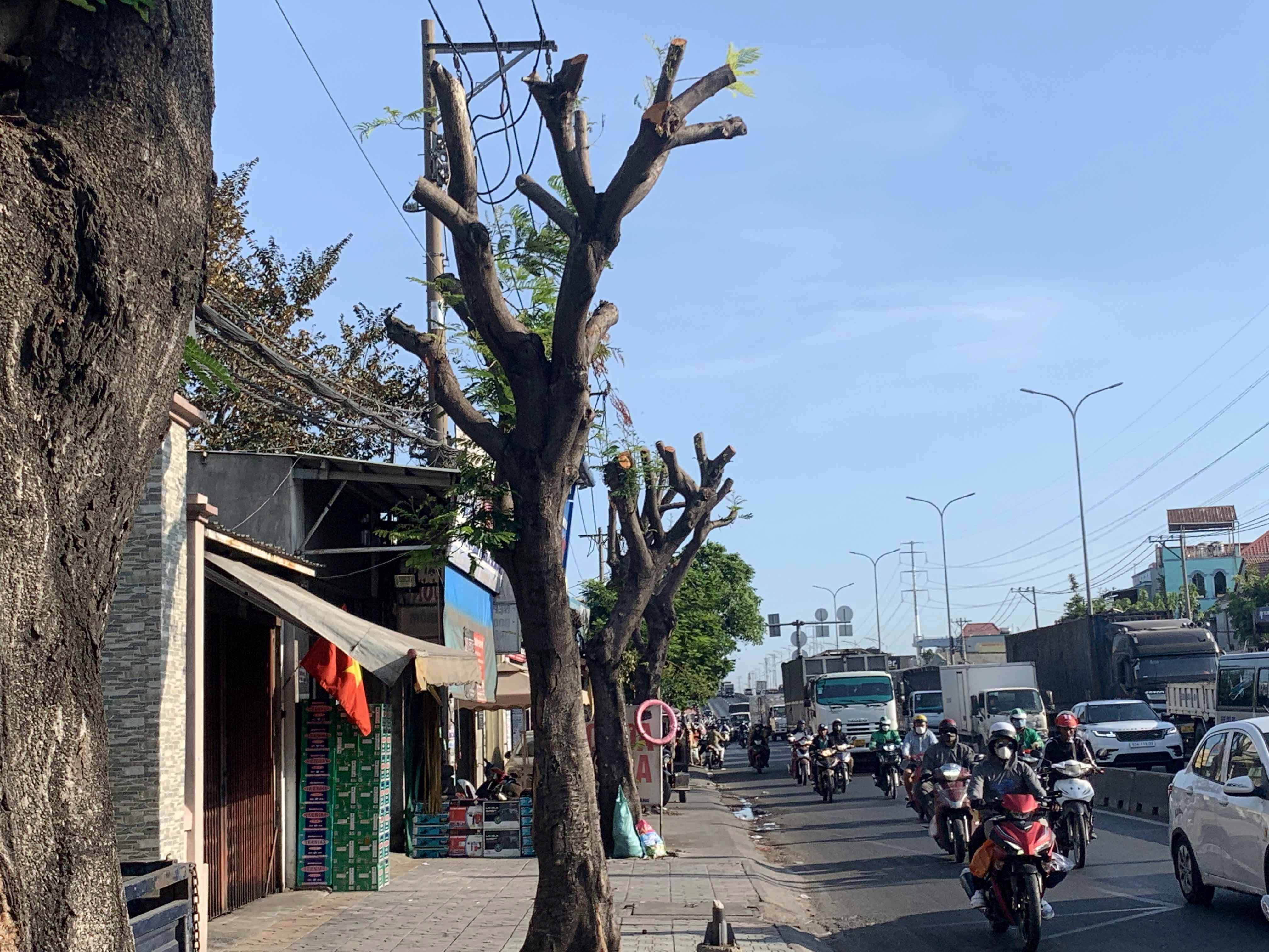 Cách địa điểm trên khoảng 5km, cũng trên Quốc lộ 1 (thuộc phường Bình Hưng Hòa, quận Bình Tân) hàng cây xanh trên vỉa hè cũng bị cắt trụi.