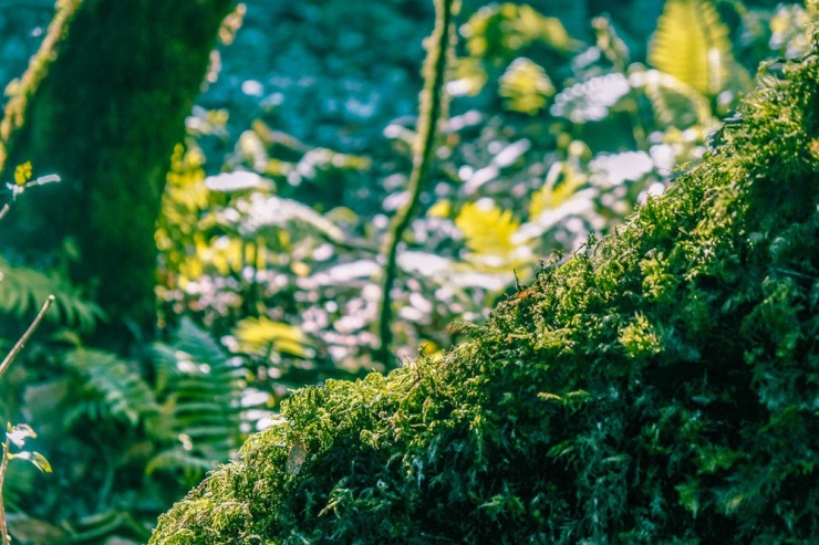 Thảm thực vật độc đáo toát lên vẻ đẹp lạ kỳ mà quyến rũ. Rêu phong phủ kín những thân cây già trăm tuổi càng làm tăng thêm sự bí ẩn, nhiệm màu của thiên nhiên.