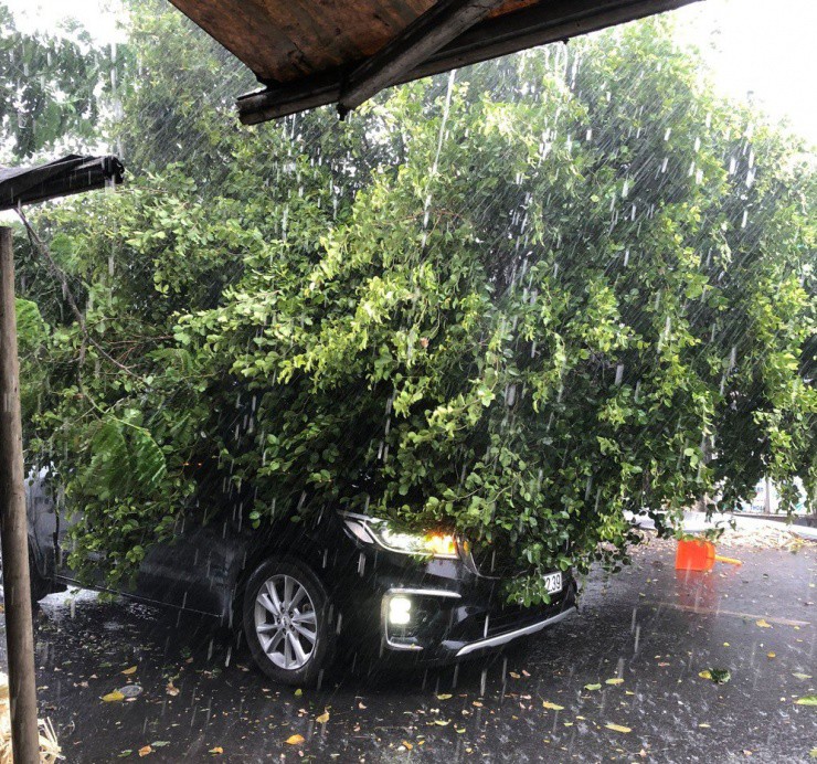 Chiếc ô tô đang chạy trên đường Đặng Công Bỉnh, huyện Hóc Môn thì bị cây lớn đè trúng. Ảnh: NT