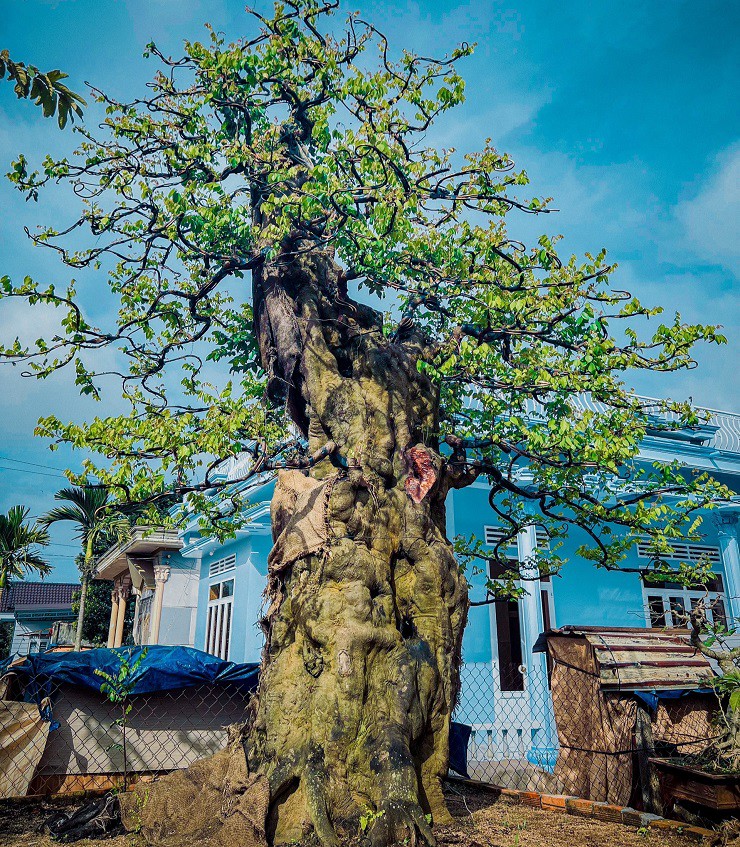 Anh Thọ cho biết, cây khế này là dòng khế gân, được anh mua lại ở Đồng Xuân (Phú Yên) cách đây khoảng 5 năm.