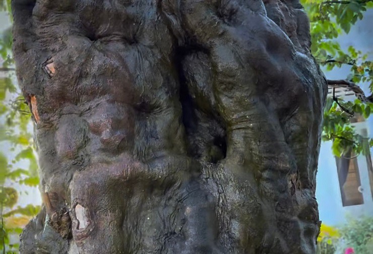 Theo anh Thọ, cây khế như đã hoá thành một khối đá khổng lồ.