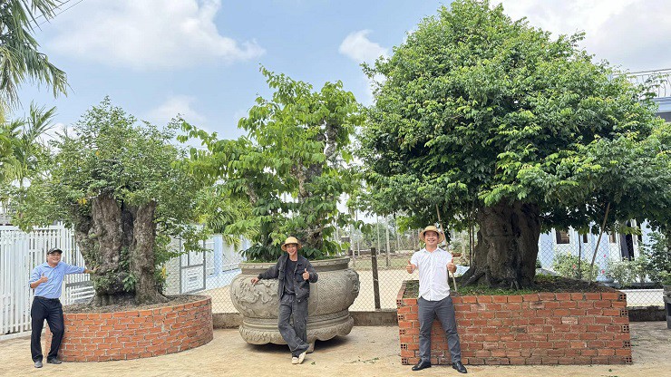 Anh Thọ hiện sở hữu hàng chục cây bonsai có giá từ vài trăm triệu đồng đến cả tỷ đồng.