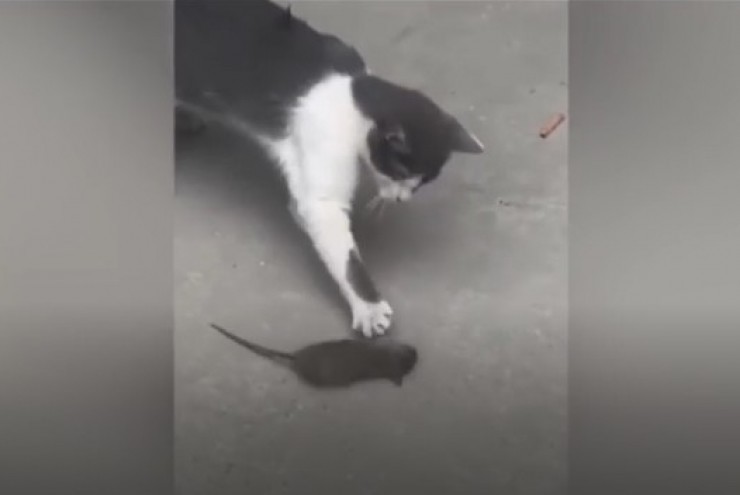 Chuột lăn tròn để cố gắng trốn thoát khỏi mèo