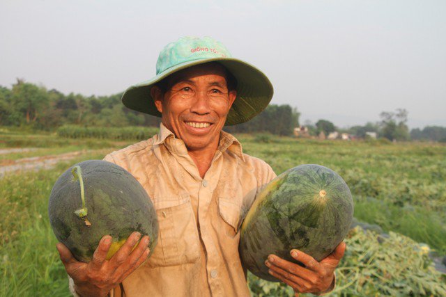Người trồng dưa hấu ở huyện Phú Ninh vui mừng khi dưa hấu được mùa, được giá