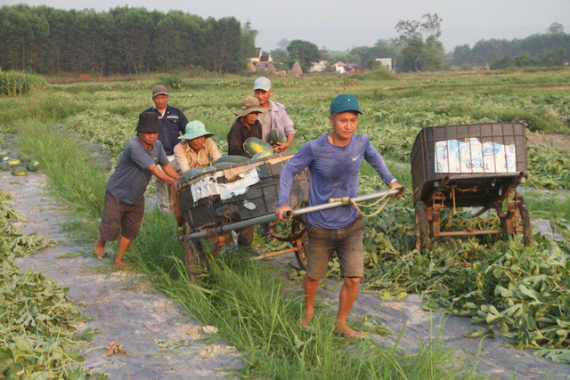 Dưa hấu được mùa được giá, nông dân Quảng Nam "trúng lớn" - 4