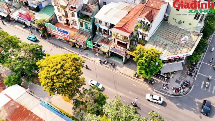 Trên những ngọn cây cao, hoa điệp vàng vươn mình đón ánh nắng ban mai.