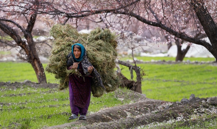 Khách Việt 'săn' hoa mơ ở ngôi làng Ấn Độ - 2