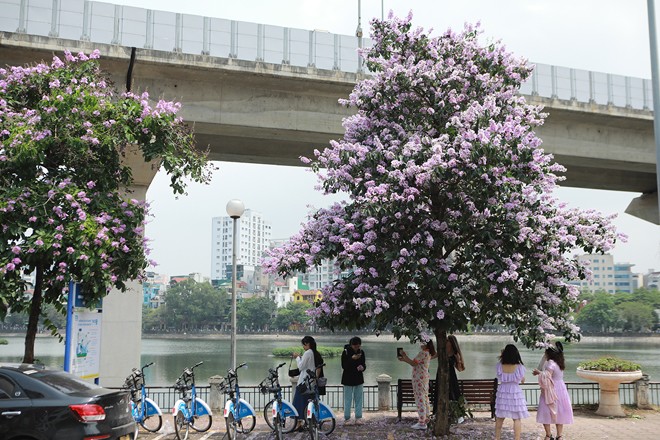 Hoa bằng lăng nhuộm tím bầu trời Hà Nội, giới trẻ đua nhau đến 