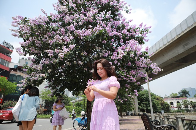 Hoa bằng lăng nhuộm tím bầu trời Hà Nội, giới trẻ đua nhau đến 