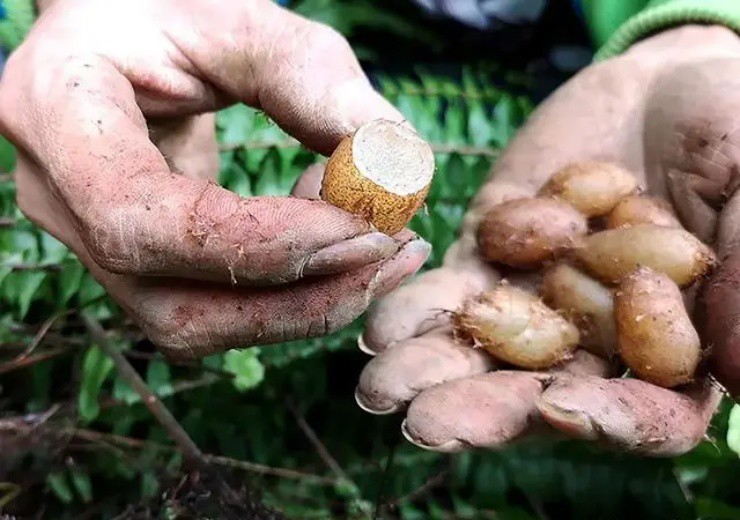 Đào đất thấy chùm trứng phượng hoàng, mang ra chợ mới biết "vớ" được mỏ vàng - 4