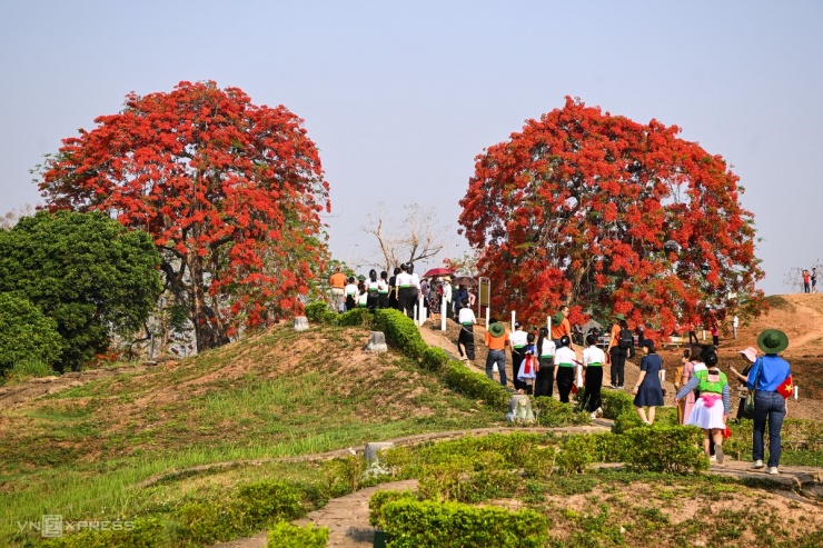 Cây phượng đỏ trên đồi A1 Điện Biên Phủ thu hút khách chụp hình