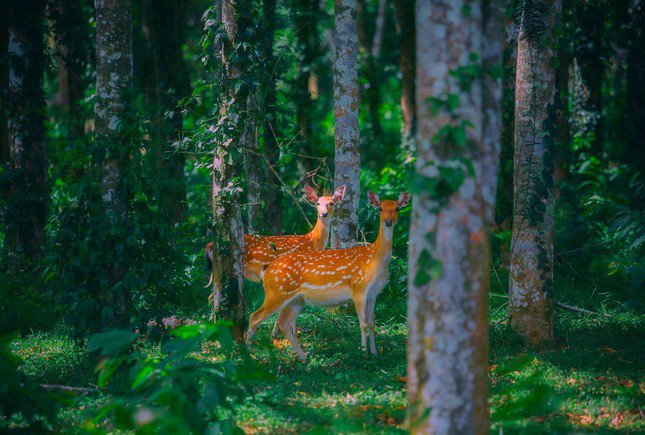 Các loài động vật tại vườn quốc gia. Ảnh: Vườn quốc gia Cúc Phương - Cuc Phuong National Park