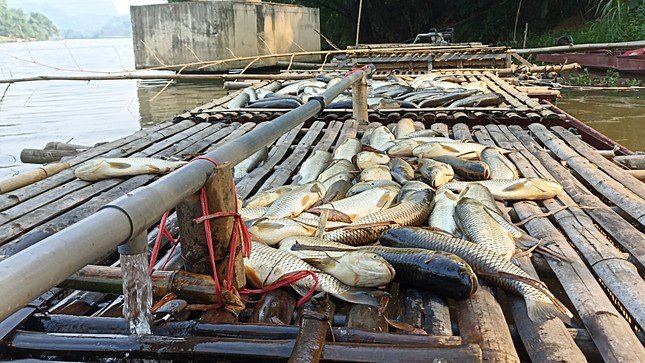 Không chỉ cá nuôi mà có cả cá tự nhiên chết bất thường trên sông Mã