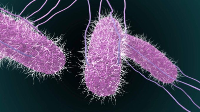 Khuẩn Salmonella spp. Ảnh: biomerieux