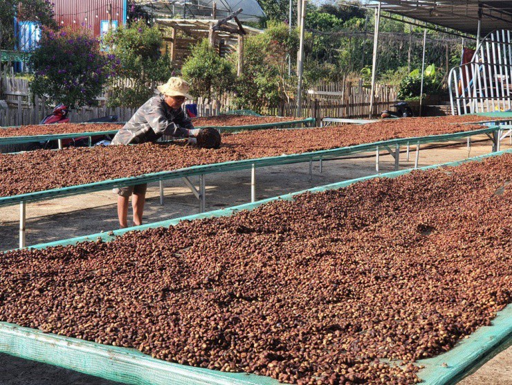 Các chuyên gia, hiệp hội đều cho biết nguồn cung cà phê Việt Nam cũng như thế giới năm nay vẫn đảm bảo không có sự biến động lớn.