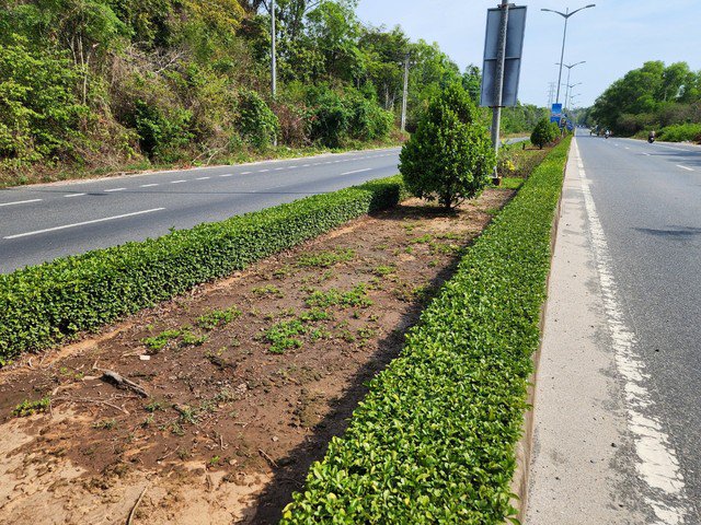 Một số dự án duy trì, chăm sóc, trồng mới cây xanh do Công ty Công Minh trúng thầu và thực hiện ở Phú Quốc