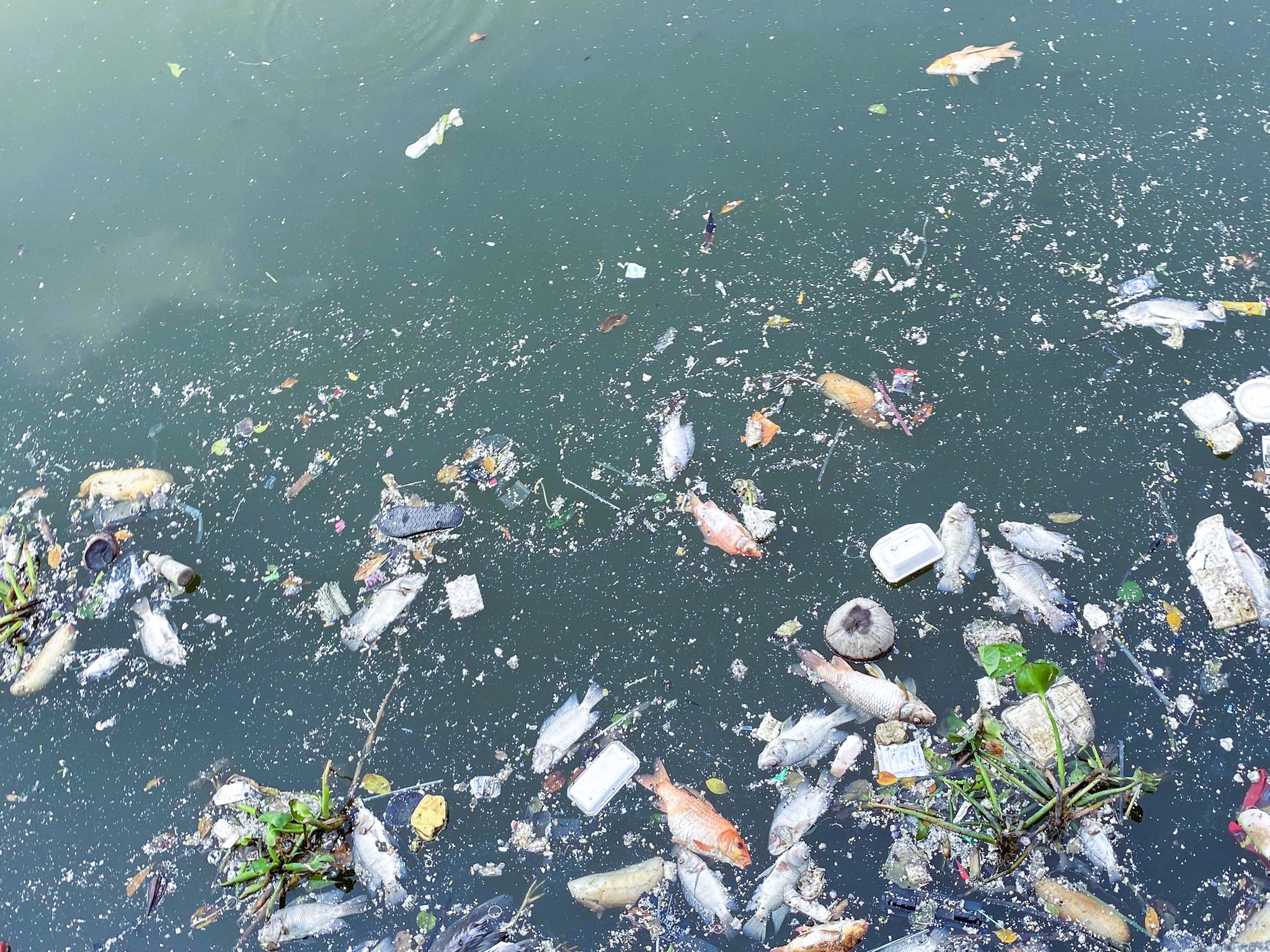 Sau mưa, cá chết nổi lềnh bềnh trên kênh Nhiêu Lộc