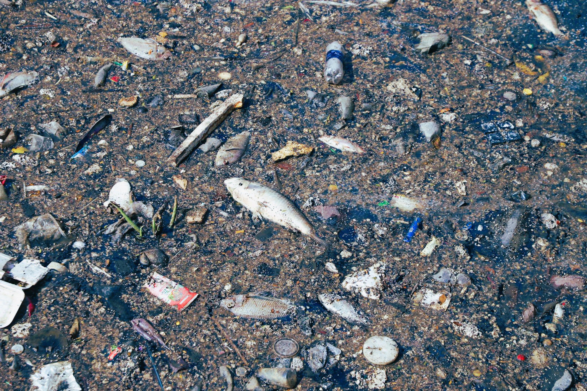  Đa số cá chết là cá rô phi, cá chép… nổi lềnh bềnh trên mặt nước xen lẫn với rác thải.