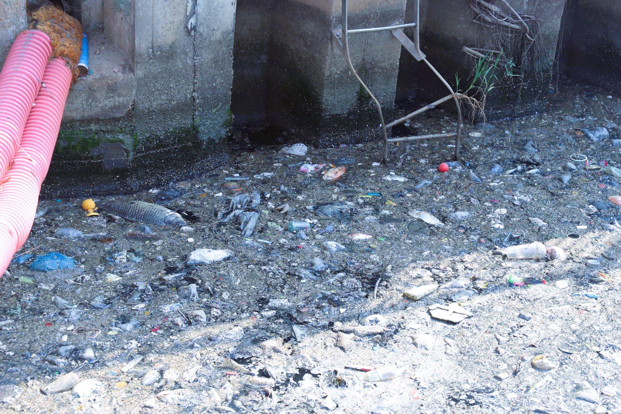 Nhiều đoạn kênh rác thải đặc kín trên mặt nước