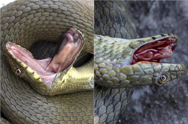 Loài rắn kẻ ô ở Golem Grad có khả năng giả chết độc đáo - Ảnh: BIOLOGY LETTERS