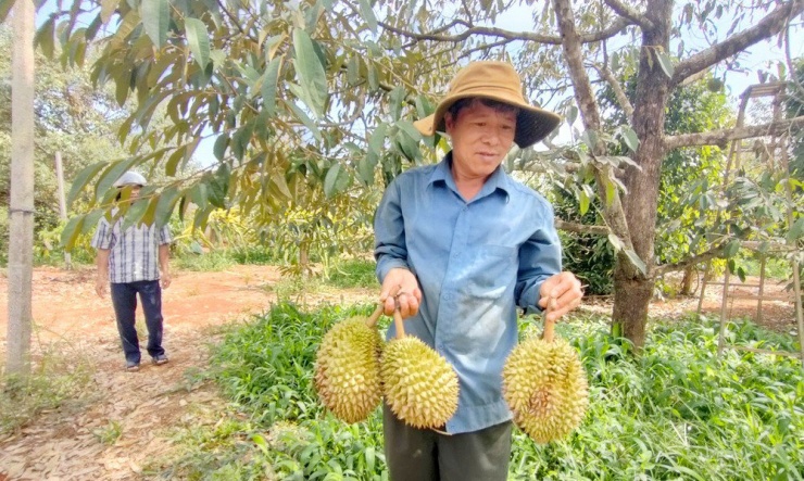 Vườn sầu riêng của ông Đào Khắc Định (ở xã Ia Kriêng, huyện Đức Cơ) bị thiệt hại 50%. Ảnh: LK.