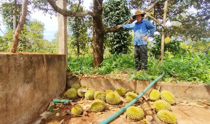 Sầu riêng rụng quả hàng loạt ở Gia Lai. Ảnh: LK.