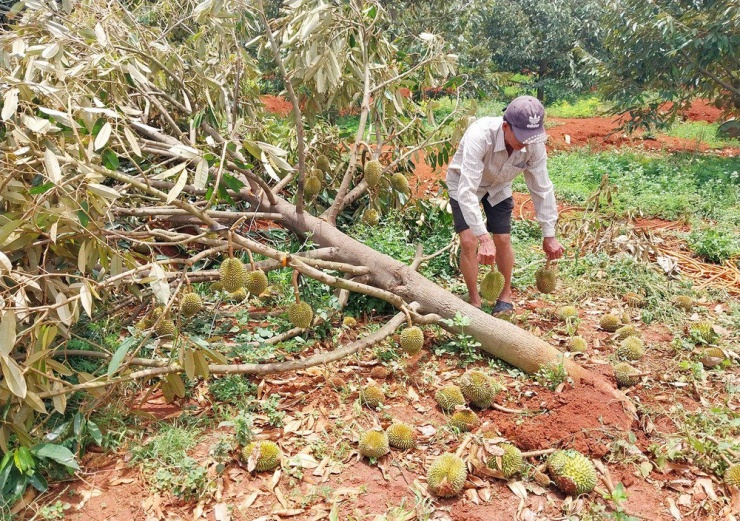 Vườn sầu riêng ông Nguyễn Văn Quả có tám cây bị ngã đổ, nhiều cây khác rụng quả, ước tính thiệt hại năm tấn quả. Ảnh: TS.