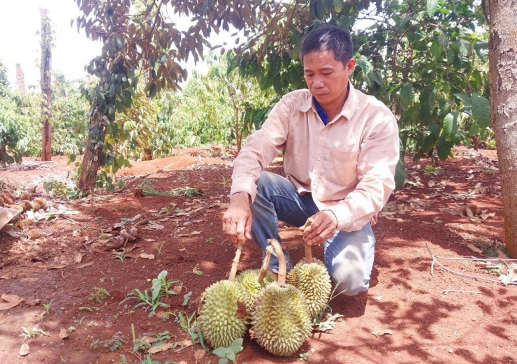 Sầu riêng gần đến kỳ thu hoạch bỗng rụng trái hàng loạt khiến nhiều nông dân lo lắng. Ảnh: TS.