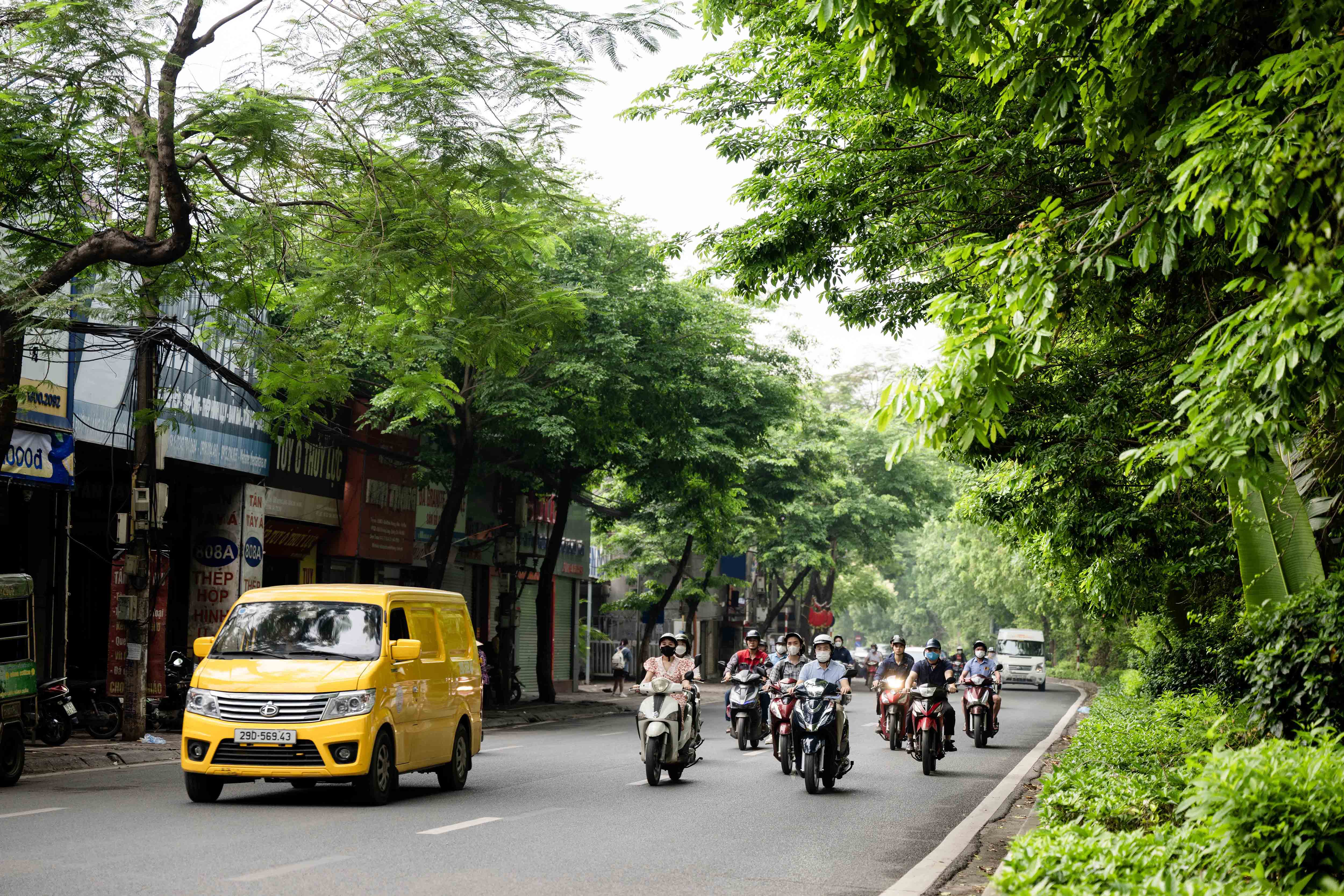 Hàng cây xà cừ cổ thụ được nhiều người dân Hà Nội yêu thích, ngoài tác dụng tỏa bóng mát và chắn bụi, còn giúp điều hòa không khí,làm cho không khí đô thị bớt oi bức hơn.