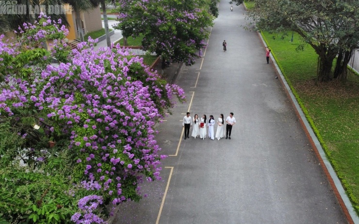 Tại Trường Đại học Hồng Đức cũng trồng rất nhiều bằng lăng