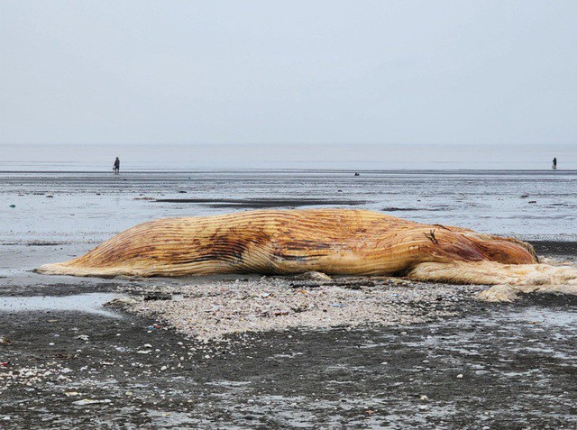 Một phần thân của cá voi trôi dạt vào bờ biển. Ảnh: Facebook