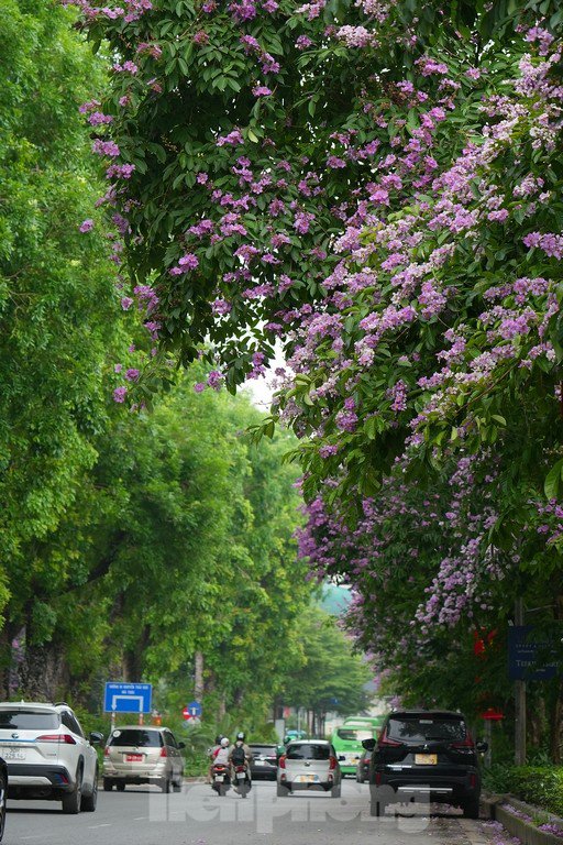 Hoa bằng lăng cũng đã trở thành những giai điệu như: "Nhà bên đang đón dâu rộn tiếng cười vui/Tôi làm thân khách đến chúc phúc mà thôi/Quà tôi mang đến em chỉ mỗi hoa bằng lăng/Bởi mình nghèo nên chỉ đứng nép ngoài sân".