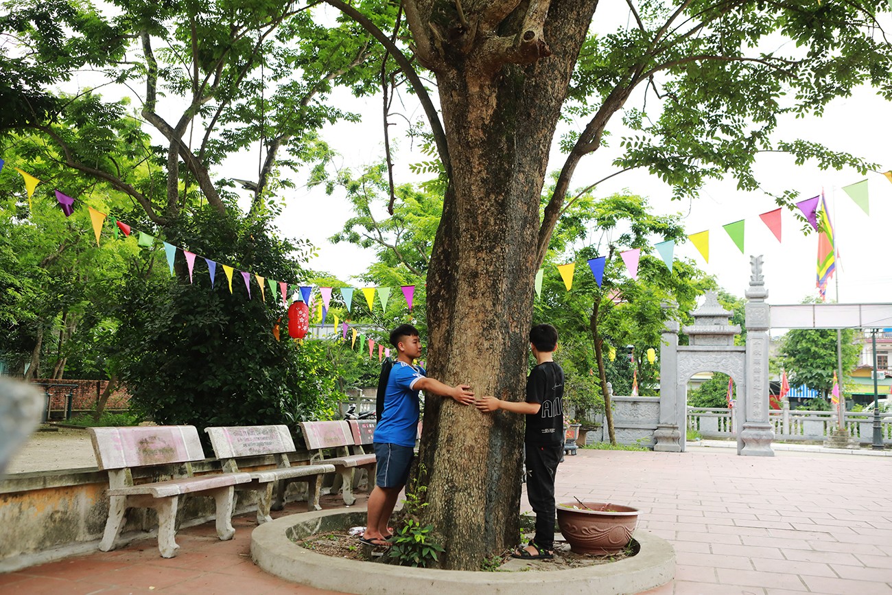 Ông Nguyễn Văn Tuyến (thủ từ đình làng Đông Cốc) cho biết: “Trước kia dân làng bán một cây sưa 200 tuổi với giá 26 tỷ đồng và một cây nhỏ với giá 3 tỷ đồng. Toàn bộ số tiền được gửi vào tài khoản ngân hàng, làm kinh phí xây cổng đình, làm khuôn viên, lát sân, làm điện chiếu sáng…”.