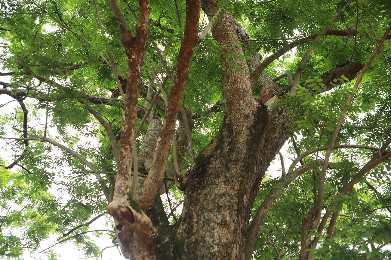 Phần giữa của cây có nhiều cành lớn nhỏ rất có giá trị. Không chỉ cành to mà cả những cành nhỏ của cây cũng có vỏ xù xì, già cỗi.